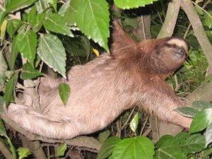 sloth